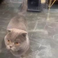 اسکاتیش نر بلو فولد جهت جفت گیری