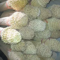 جارو‌زابلی