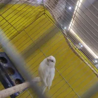 فروش قناری ماده سفید|پرنده|تیران, |دیوار