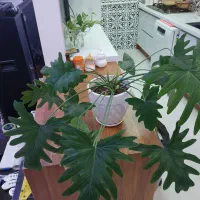 گل برگ انجیری|گل و گیاه طبیعی|پردیس, فاز ۹|دیوار