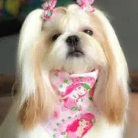 سگ بامزه خانگی|سگ|شیراز, تاچارا|دیوار