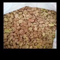 فروش باقله