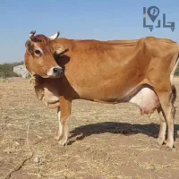 فروش گاو جرسی با بهترین قیمت