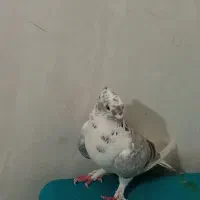 کفتر