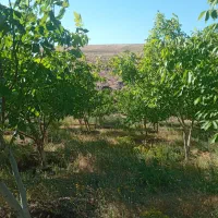باغ-گردو