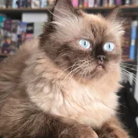 گربه پرشین هیمالین دختر و پسر