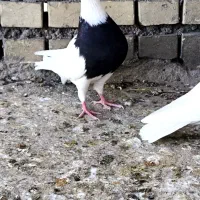 پرنده|پرنده|گتوند, |دیوار