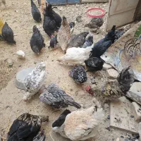 فروش خروس و مرغ رسمی|حیوانات مزرعه|کهریزک, |دیوار