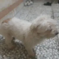 سگ شیتزو|سگ|رشت, پل تالشان|دیوار