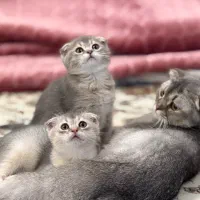 نژاد اسکاتیش ۶۵ روزه