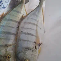 ماهی جش(جاش) صید روز