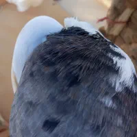 طوقی|پرنده|سنقر, |دیوار