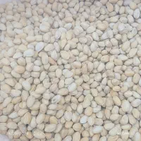 پسته پوک