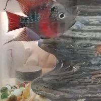 ماهی فلاور|ماهی|اصفهان, شهرک میلاد|دیوار