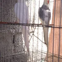 فروش با معاوضه،اب پخش هستم|پرنده|آبپخش, |دیوار