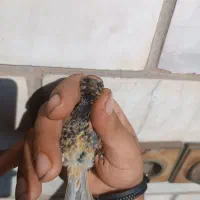 فروش سهره گل بسر نر مست شلاقی|پرنده|اهواز, کوی رمضان|دیوار