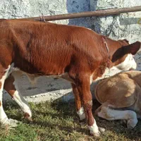 گوساله سیمینتال مخصوص برای پروارنژاداصیل|حیوانات مزرعه|مشهد, ملک‌آباد|دیوار