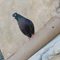 کبوتر امیدیه|پرنده|امیدیه, |دیوار