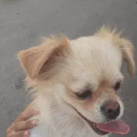 سگ نر ۷ ساله