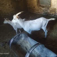 کره نر|حیوانات مزرعه|اردکان, |دیوار