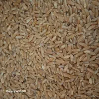 گندم ساورز بوجاری شده آماده کاشت