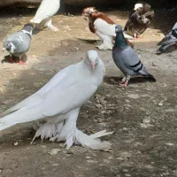 کبوتر ابومریم|پرنده|آمل, |دیوار