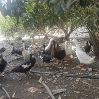 فروش غاز قوغازاردک مصری واردک محلی