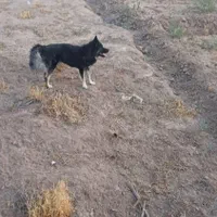 واگذاری سگ|سگ|رضویه, |دیوار