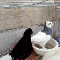 طوقی درجه یک مهر تمیز