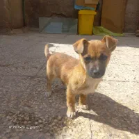 سگ پاکوتاه|سگ|زاهدان, |دیوار