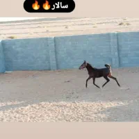 اسب دره شوری|اسب و تجهیزات اسب‌سواری|شهرضا, |دیوار