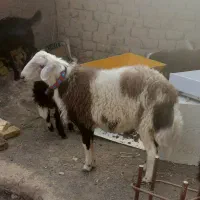 نرینه