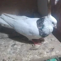 طوقی هفت رنگ مقبول