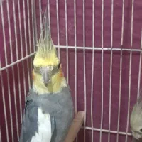 عروس هلندی سیامون نر