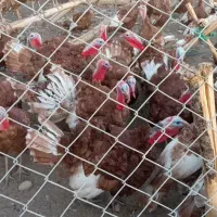 بوقلمون بوربون محلی