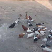 کبوتر رنگی دورگ همه رنگ|پرنده|رامشیر, |دیوار