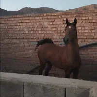 اسب