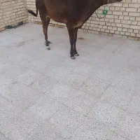 گاو. گوساله