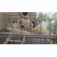 دوتا عروس هلندی