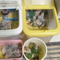 جوجه گیرینچیک وخورشیدی