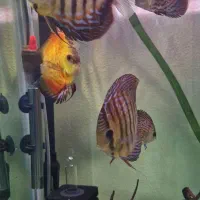 فروش ماهی دیسکس|ماهی|شاهین‌شهر, نبوت|دیوار