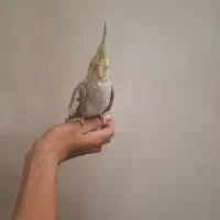 عروس هلندی دستی بالغ|پرنده|شاهدشهر, |دیوار