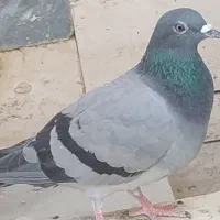 کبوتر پلاکی اصلی|پرنده|قم, آذر (نکویی)|دیوار