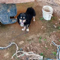 سگ پاکوتاه نر نگهبان واگذاری|سگ|گلوگاه بابل (گلیا), |دیوار