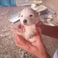 سگ پاکوتاه اشپیتز|سگ|تهران, امام زاده عبدالله|دیوار