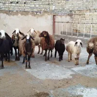 حیوانات|حیوانات مزرعه|بیرانوند, |دیوار