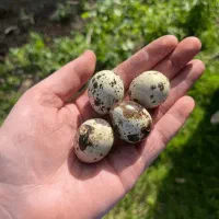 تخم مرغ تخم بلدرچین|حیوانات مزرعه|بهشهر, |دیوار