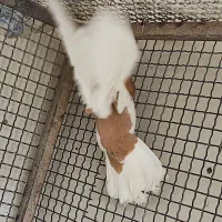 کبوتر گم شده