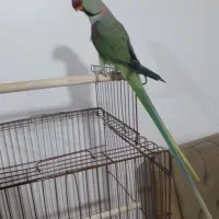 فروش شاه طوطی|پرنده|قائمشهر, |دیوار