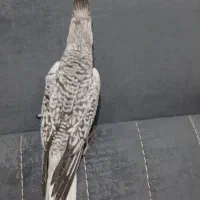 جوجه عروس یزایلا